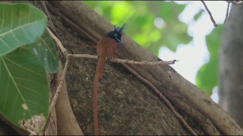Indian Paradise Flycatcher media preview from Macaulay Library