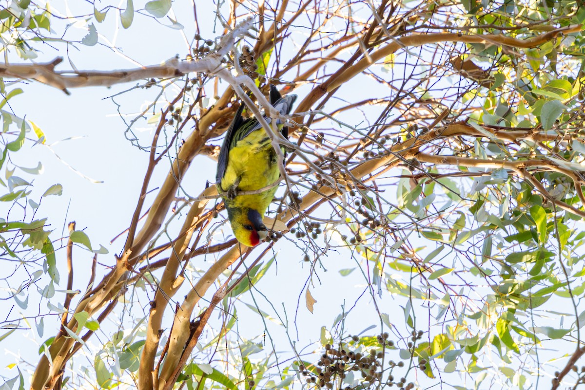 アカビタイキクサインコ - ML657053021