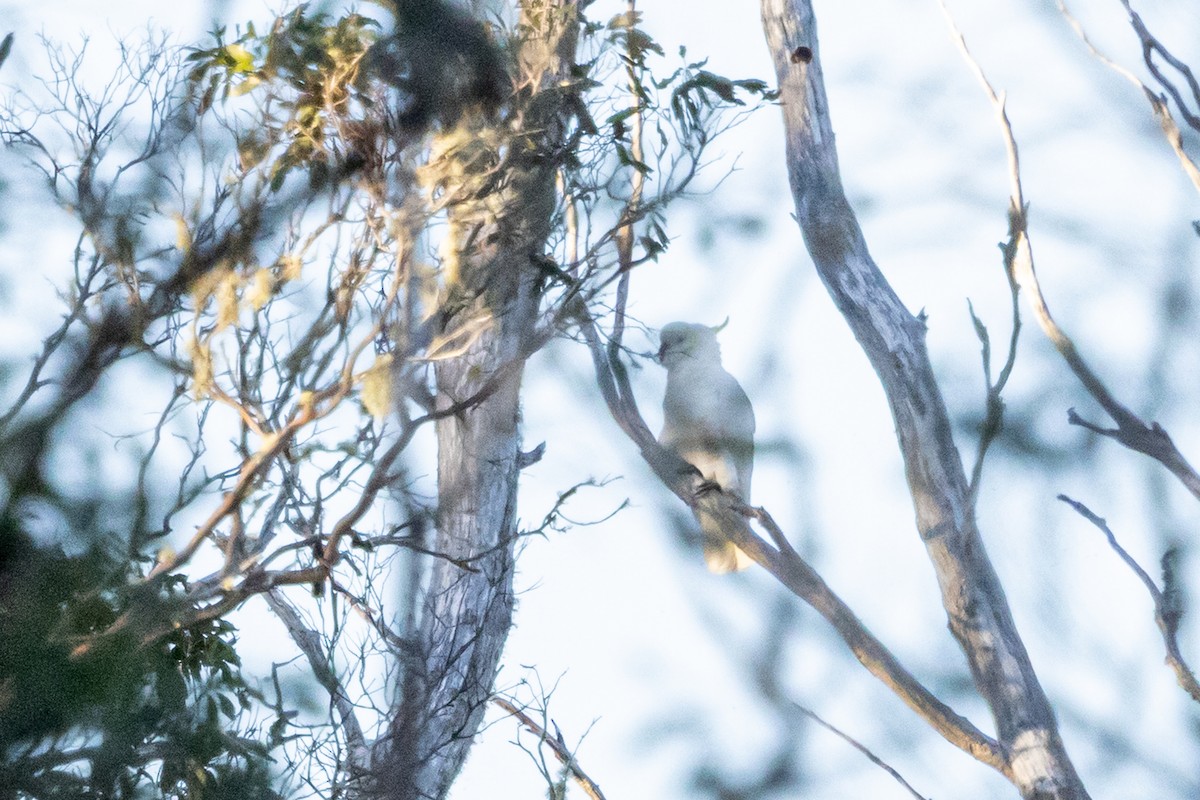 Sulphur-crested Cockatoo - ML657053305