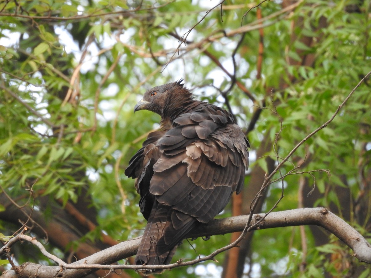 Oriental Honey-buzzard - ML657053317
