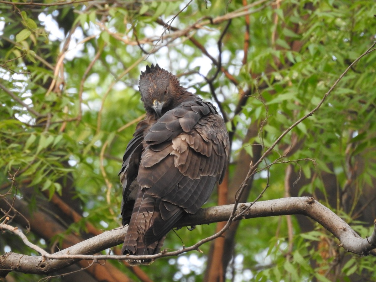 Oriental Honey-buzzard - ML657053319
