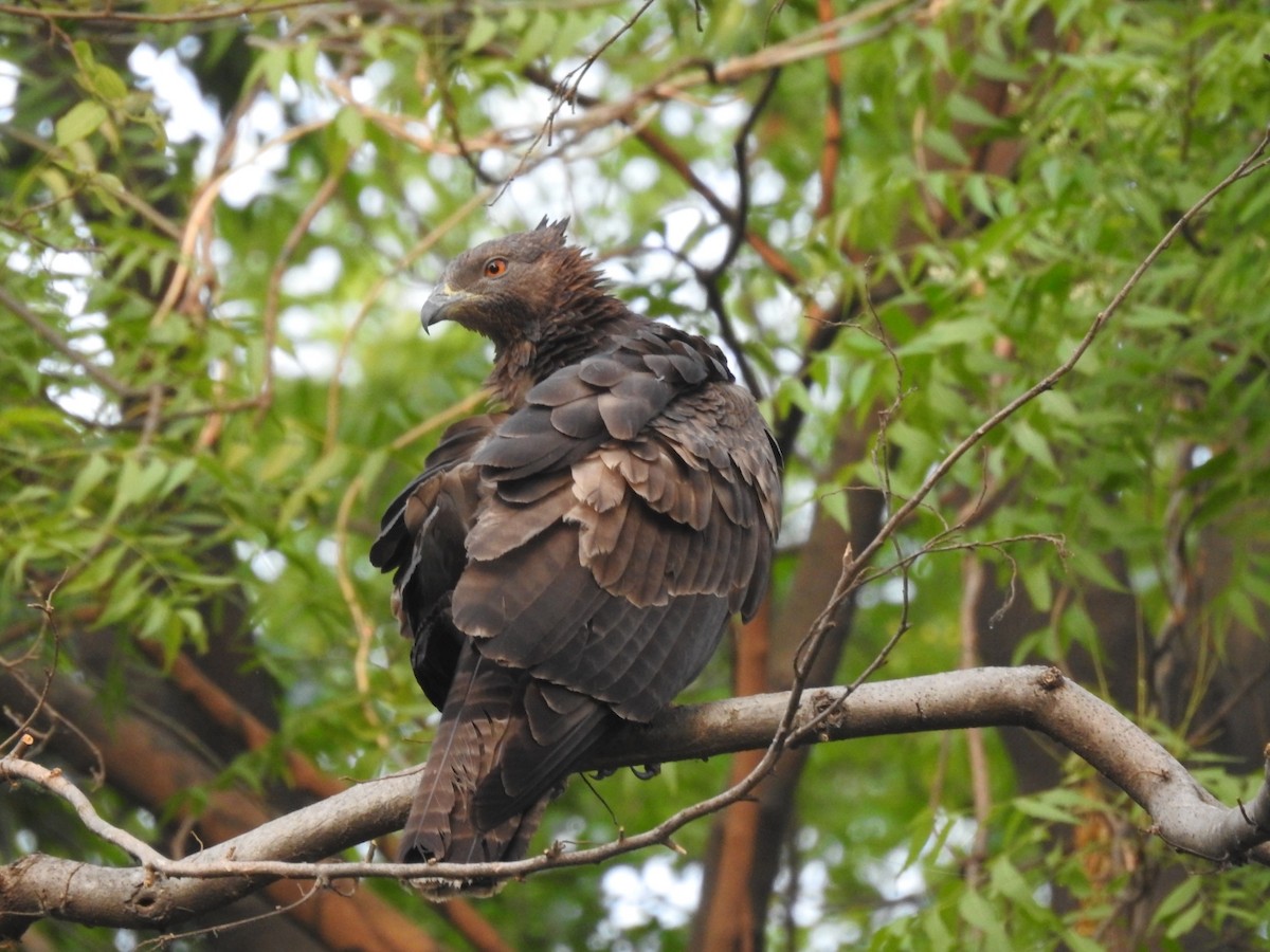 Oriental Honey-buzzard - ML657053321