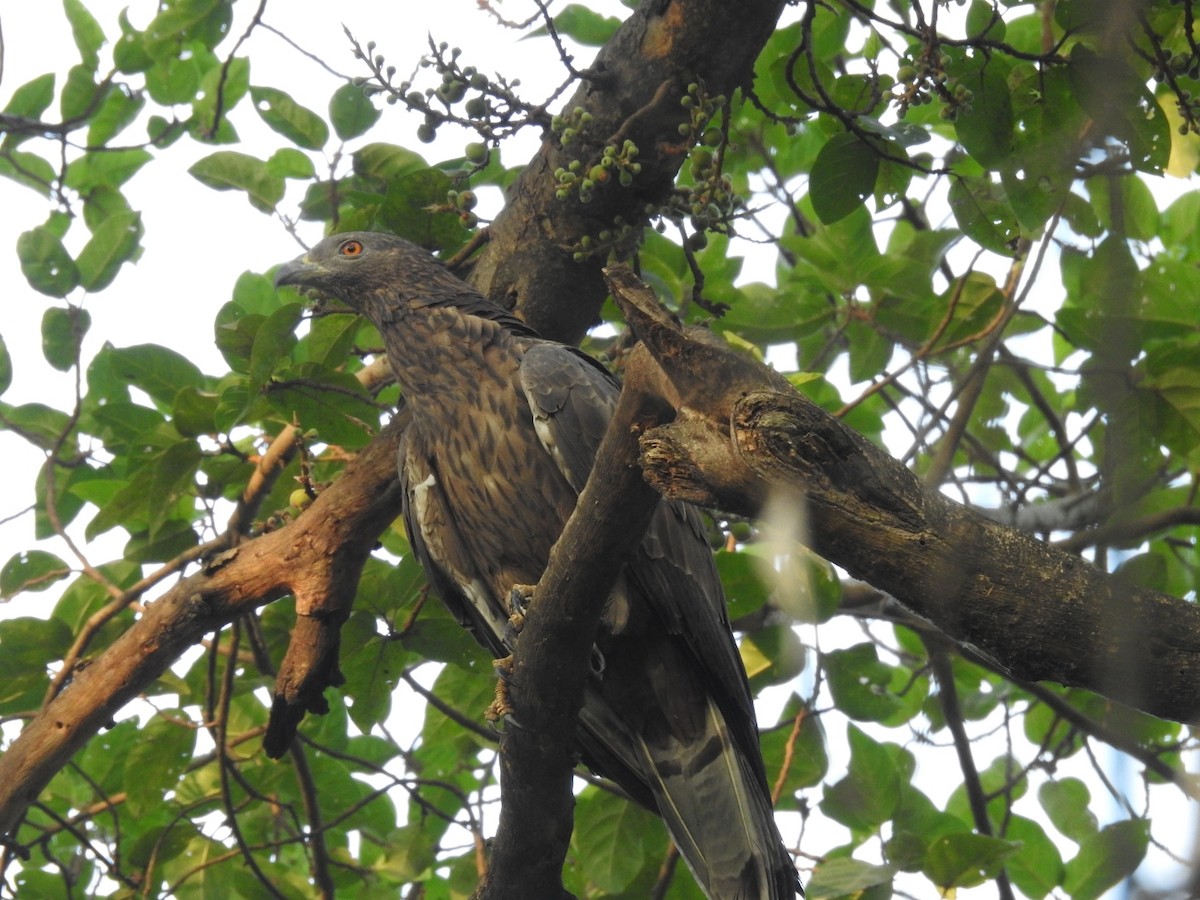 Oriental Honey-buzzard - ML657053322