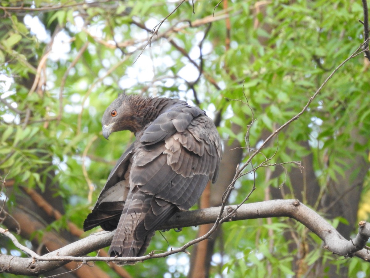 Oriental Honey-buzzard - ML657053323