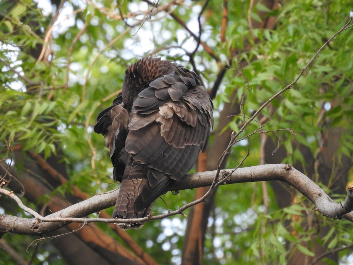 Oriental Honey-buzzard - ML657053324