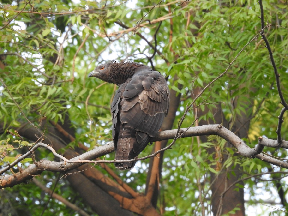 Oriental Honey-buzzard - ML657053325