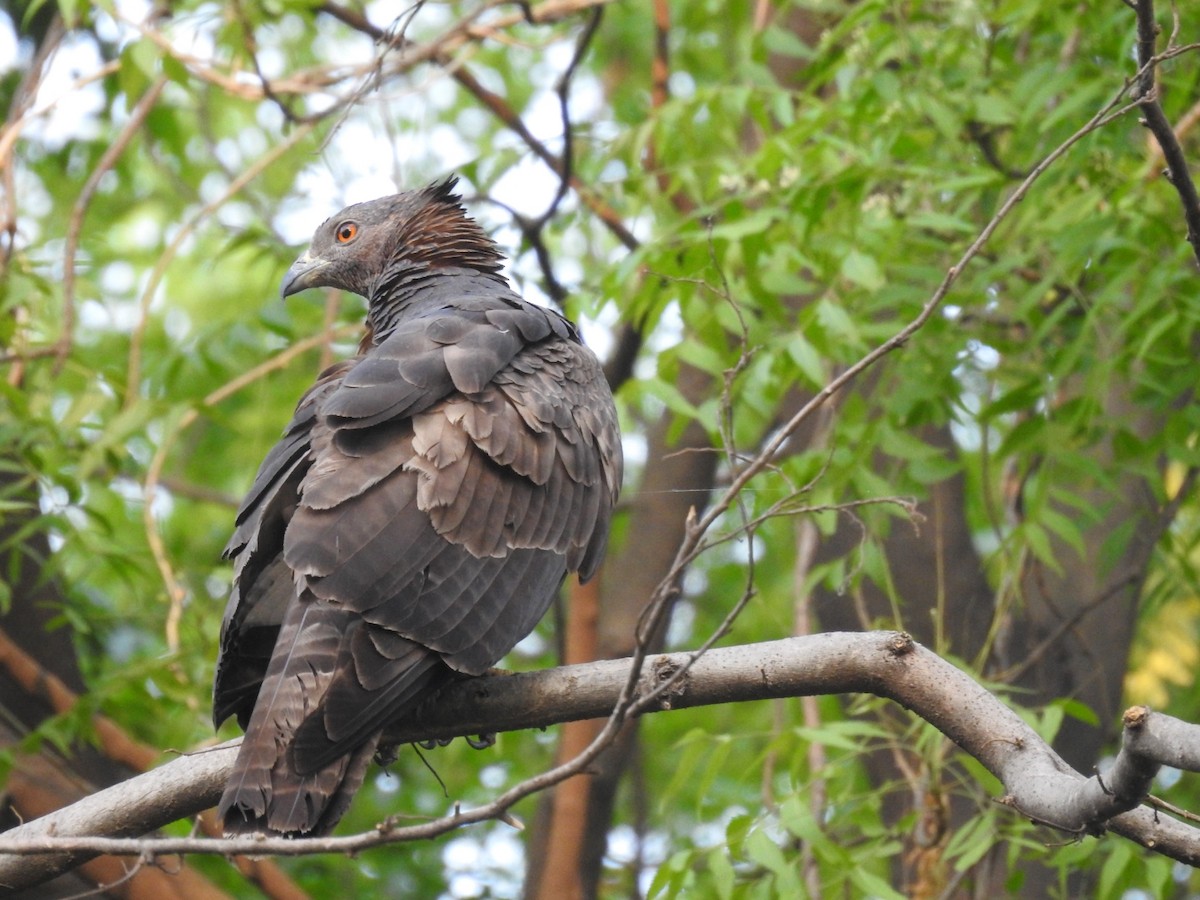 Oriental Honey-buzzard - ML657053326