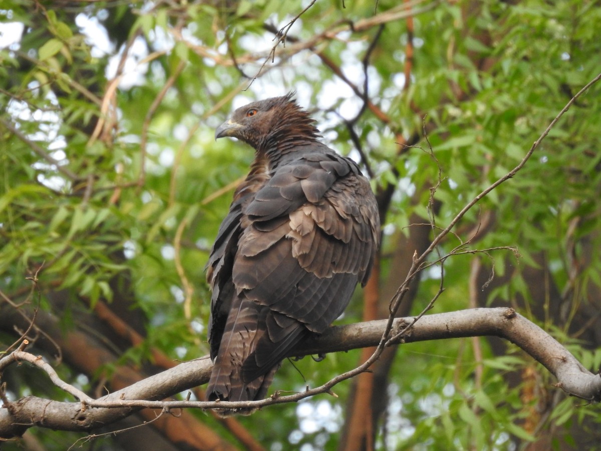 Oriental Honey-buzzard - ML657053327