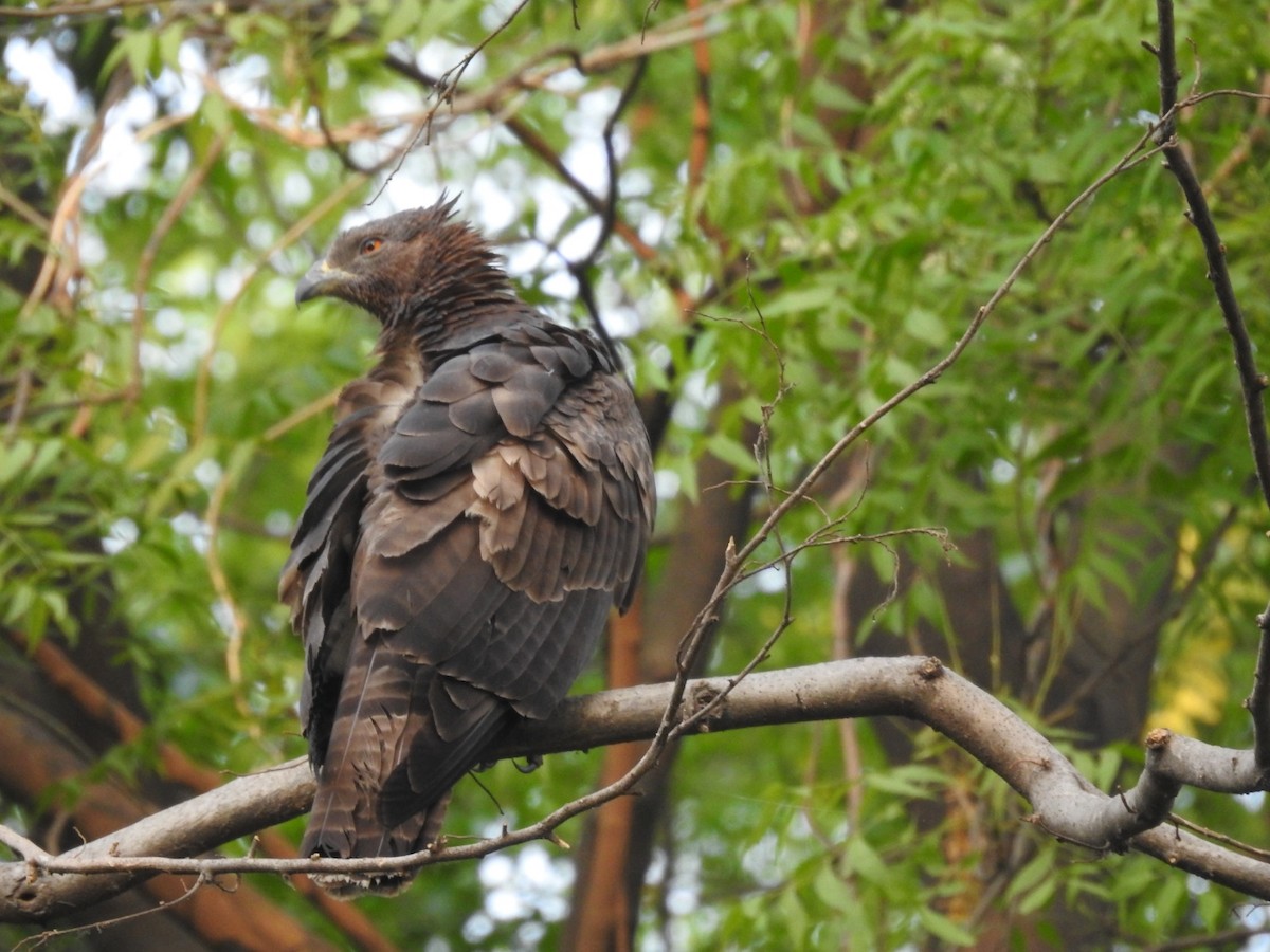 Oriental Honey-buzzard - ML657053328