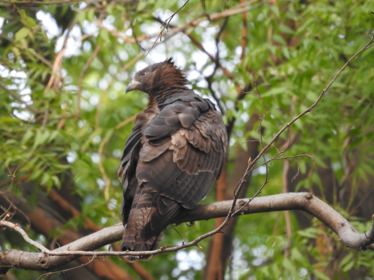 Oriental Honey-buzzard - ML657053329