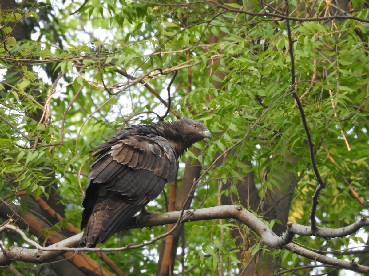 Oriental Honey-buzzard - ML657053330