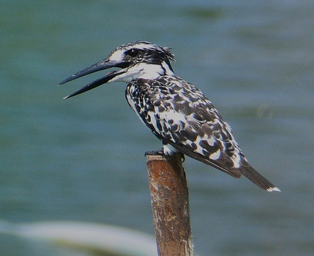 Pied Kingfisher - ML657053338