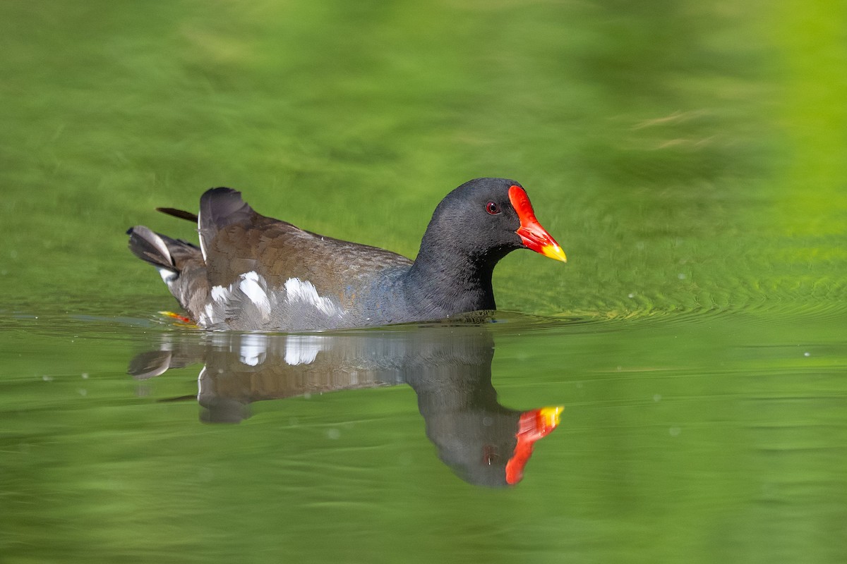 Eurasian Moorhen - ML657053339