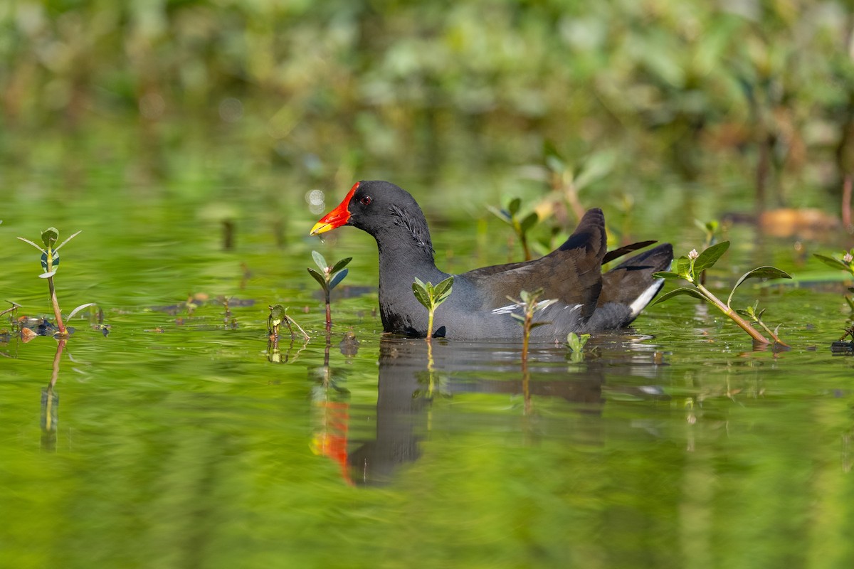 Eurasian Moorhen - ML657053340