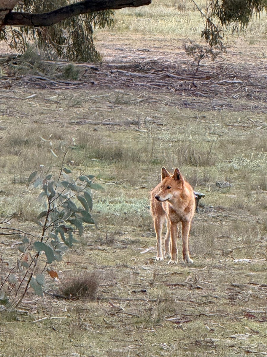 Dingo - ML657053341