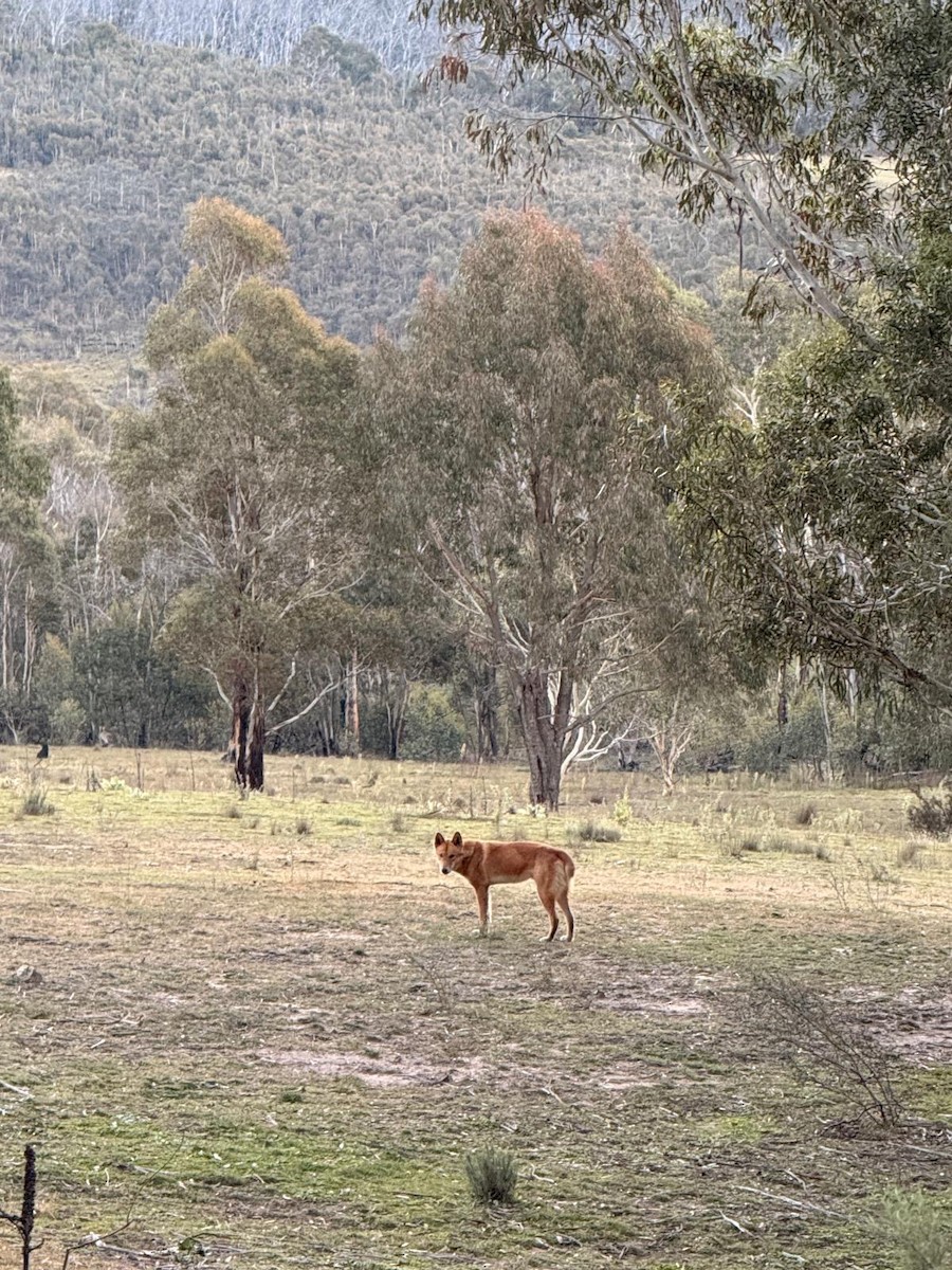 Dingo - ML657053342