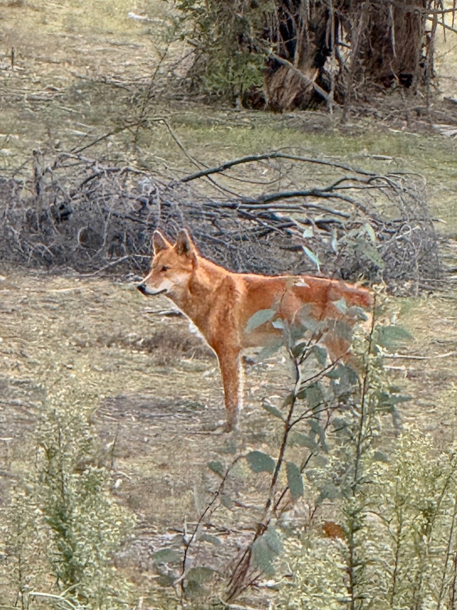 Dingo - ML657053343