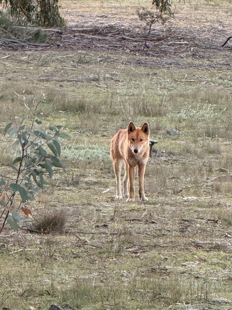 Animals - ML657053344