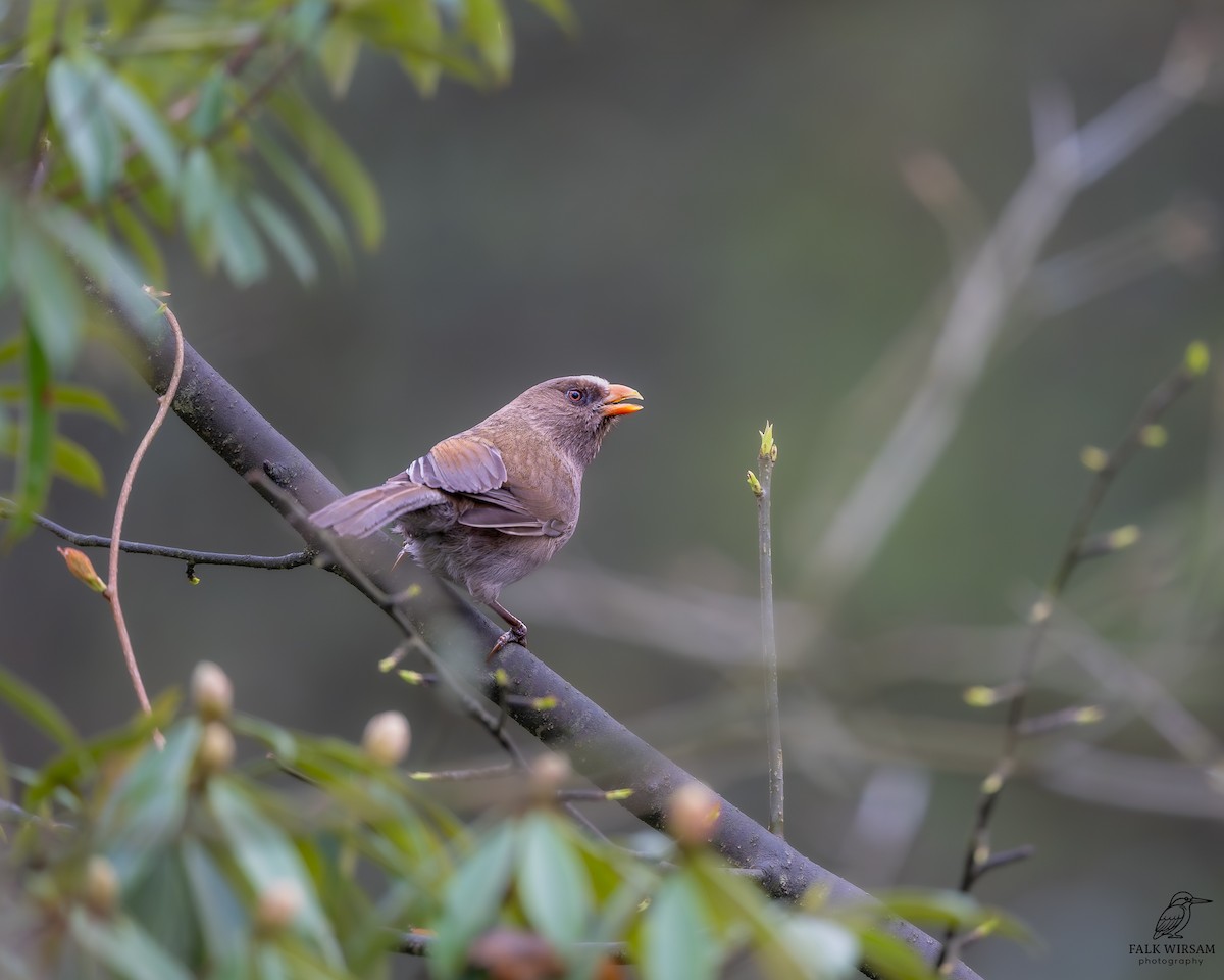 Great Parrotbill - ML657053346