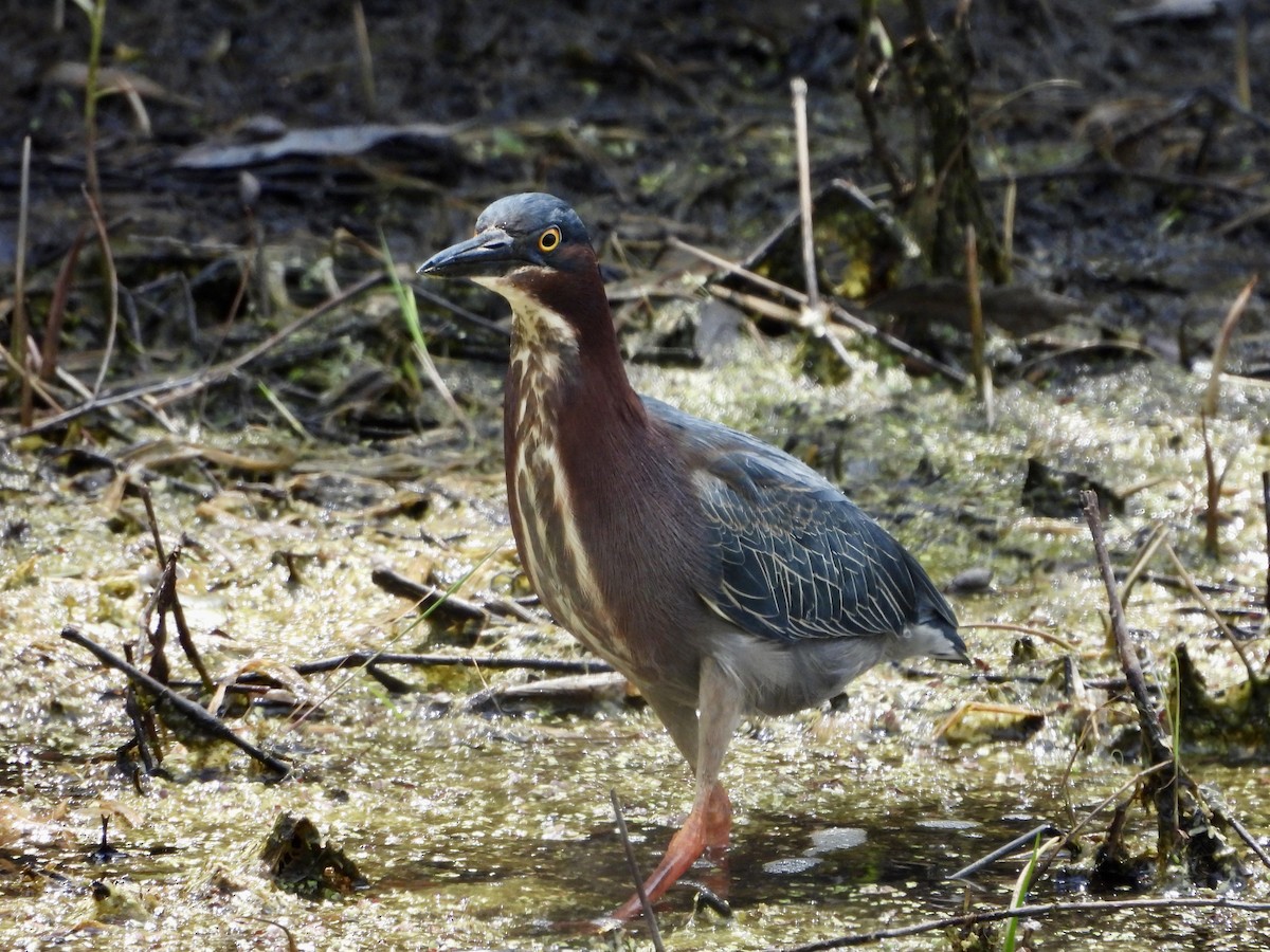 Green Heron - ML657053357