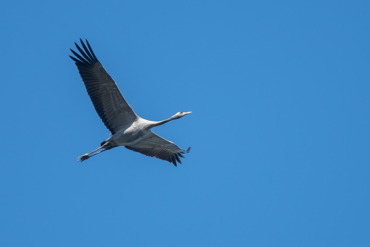 Common Crane - ML657053358