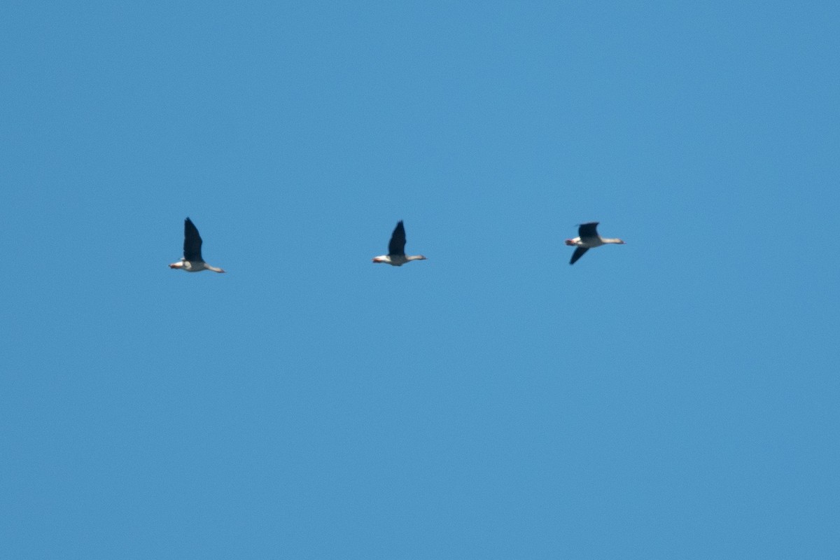 Tundra Bean-Goose - ML657053360