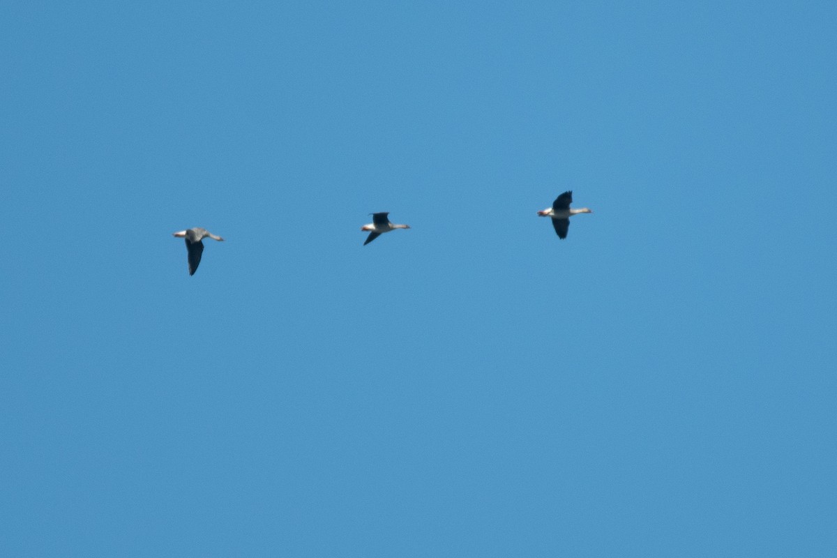 Tundra Bean-Goose - ML657053361