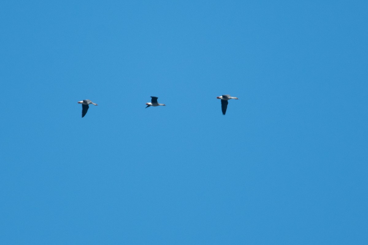 Tundra Bean-Goose - ML657053362