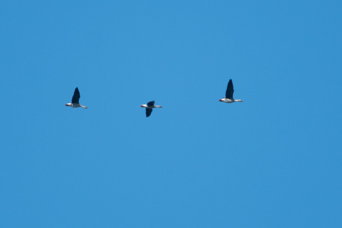 Tundra Bean-Goose - ML657053363