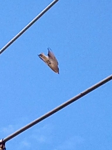 Spotted Flycatcher - ML657053370