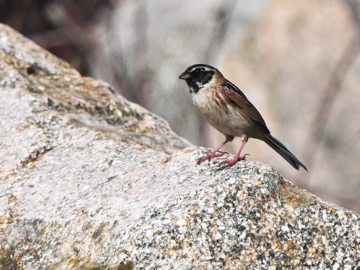 Ochre-rumped Bunting - ML657053575