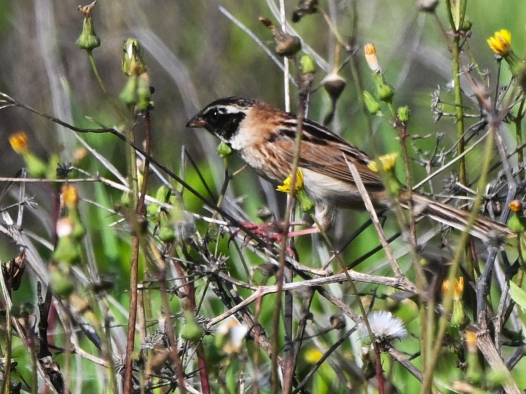 Ochre-rumped Bunting - ML657053576