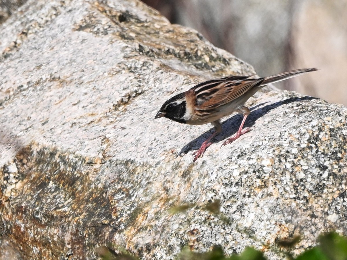 Ochre-rumped Bunting - ML657053577