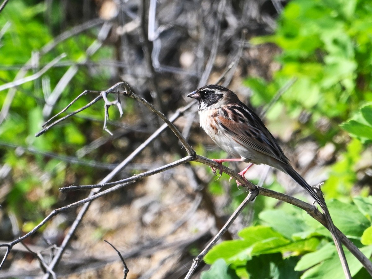 Ochre-rumped Bunting - ML657053578
