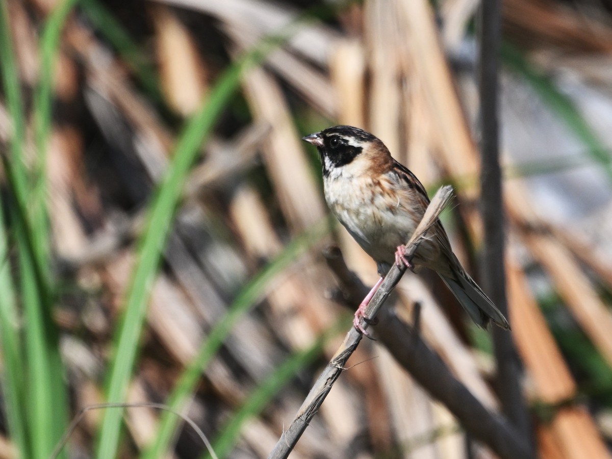 Ochre-rumped Bunting - ML657053579