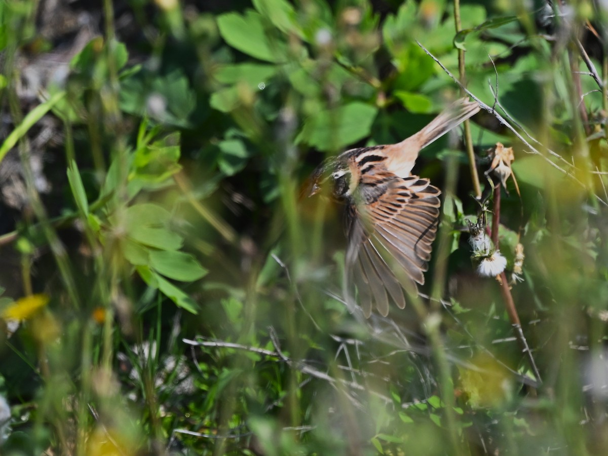 Ochre-rumped Bunting - ML657053580