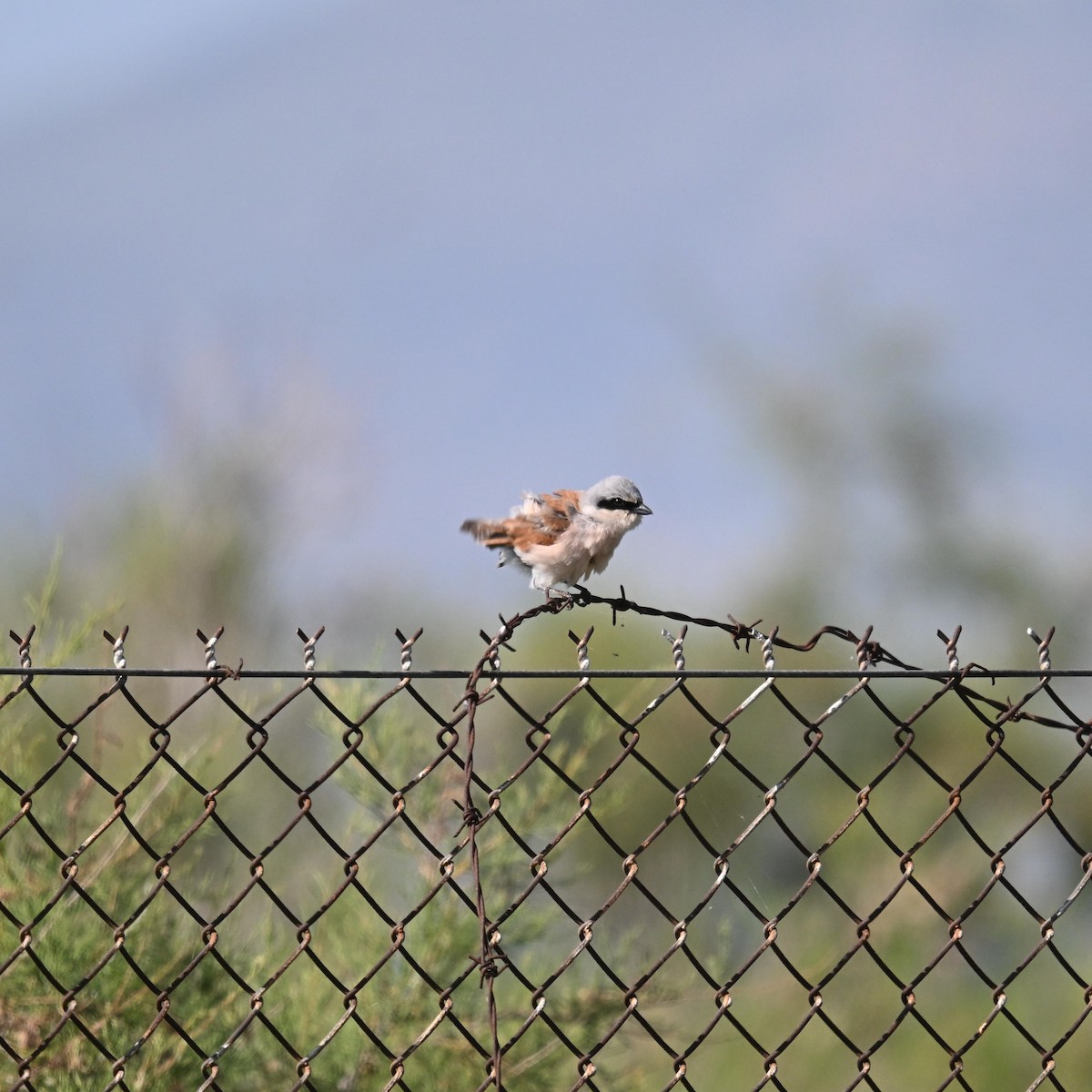 Red-backed Shrike - ML657053887