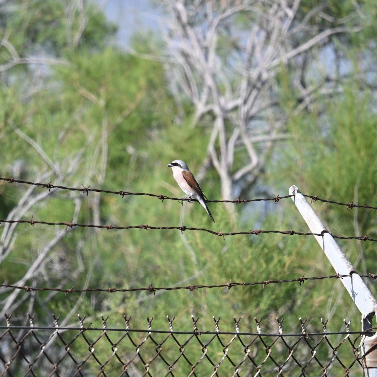 Red-backed Shrike - ML657053888