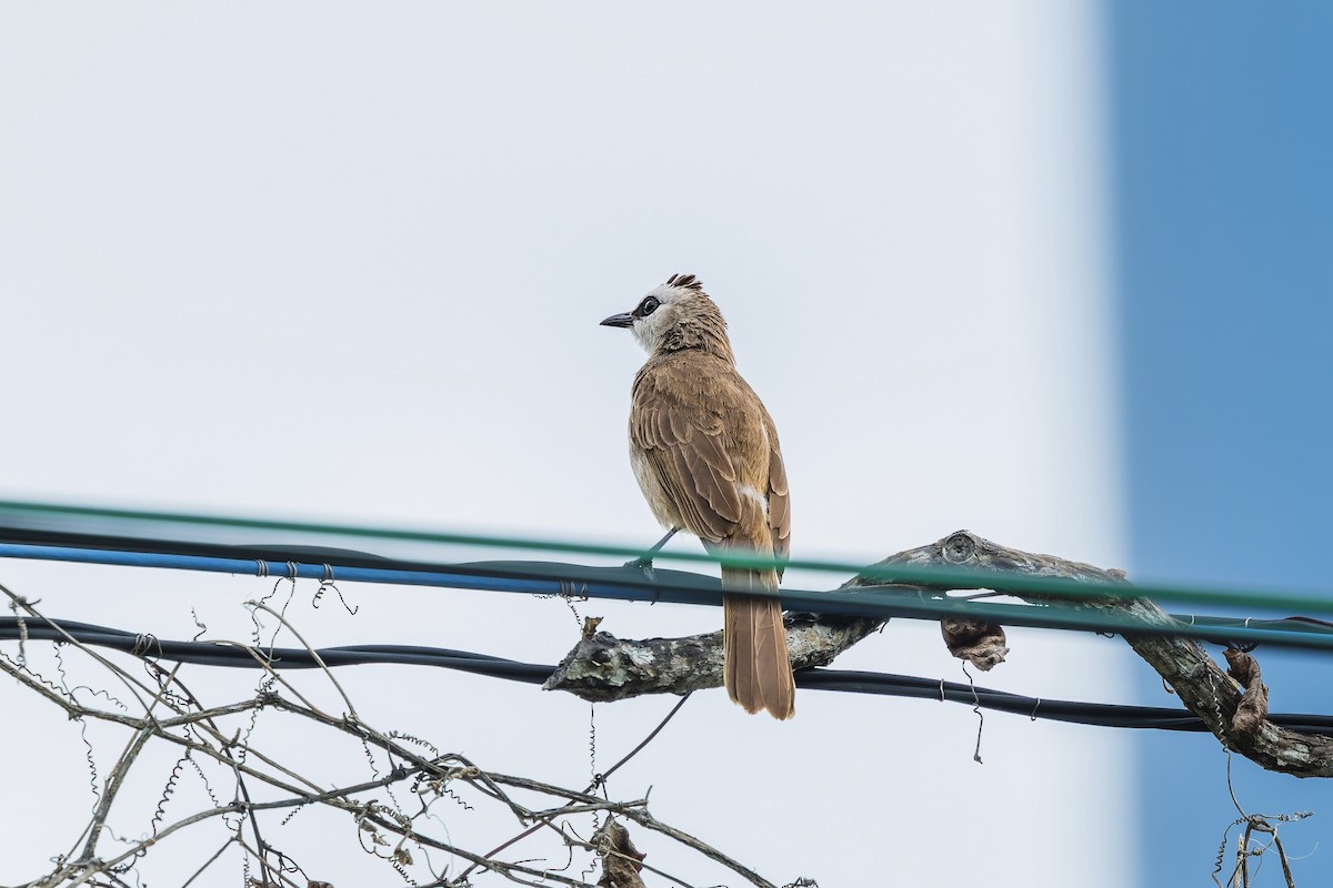 Bulbul Culiamarillo - ML657054237