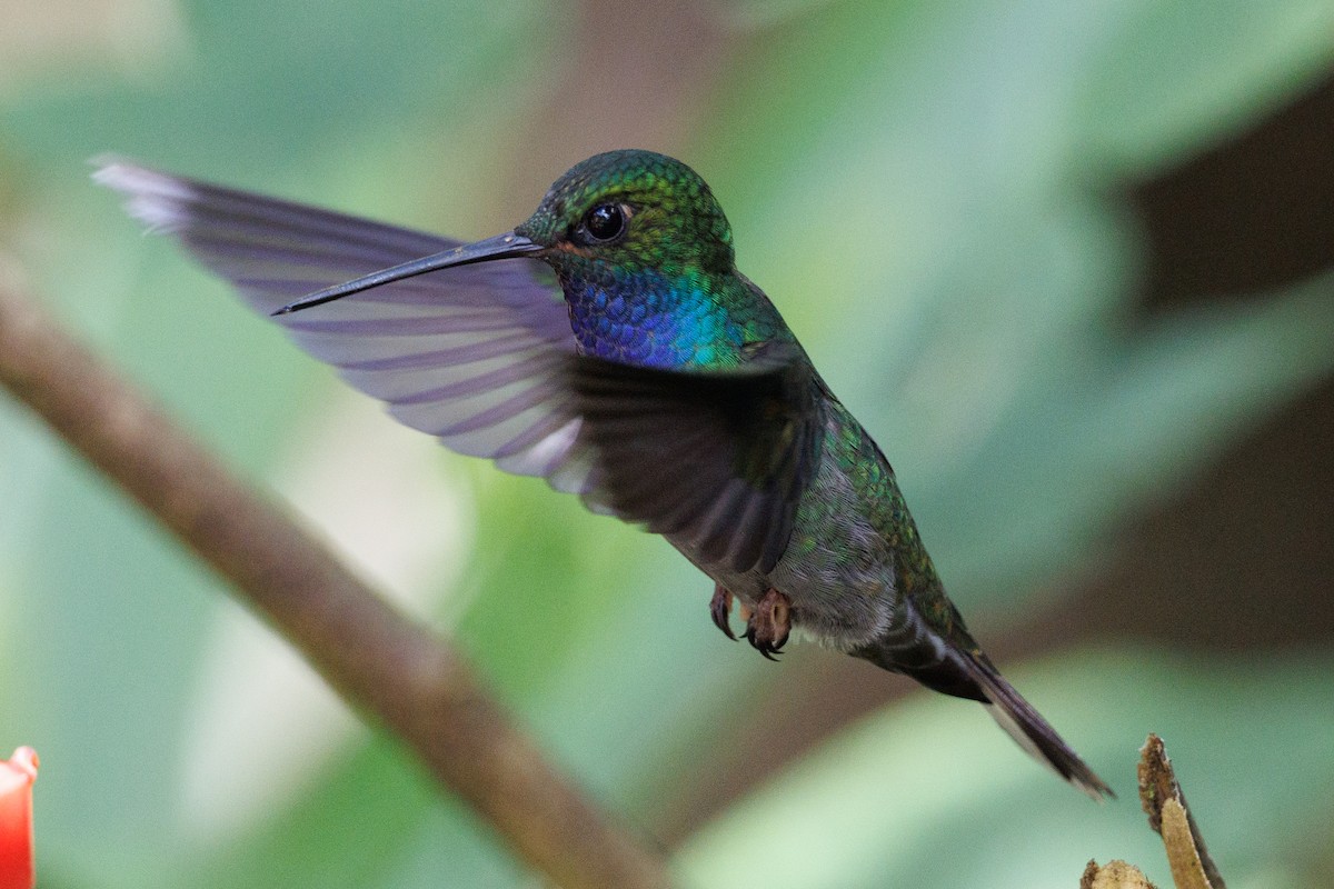 Colibrí de Bouguer Oriental - ML657054243