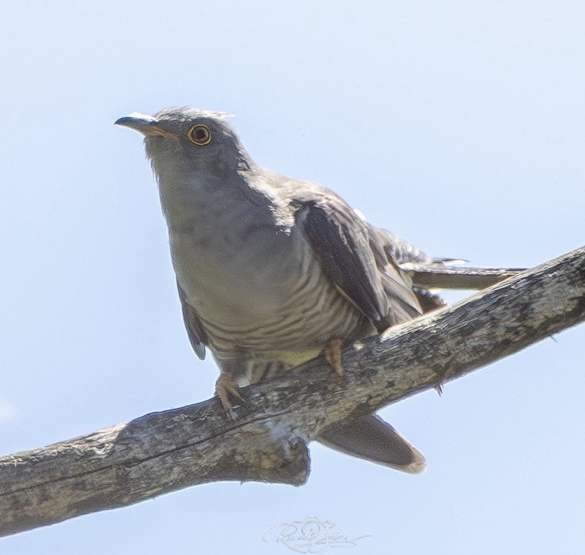Cuco Común - ML657054244