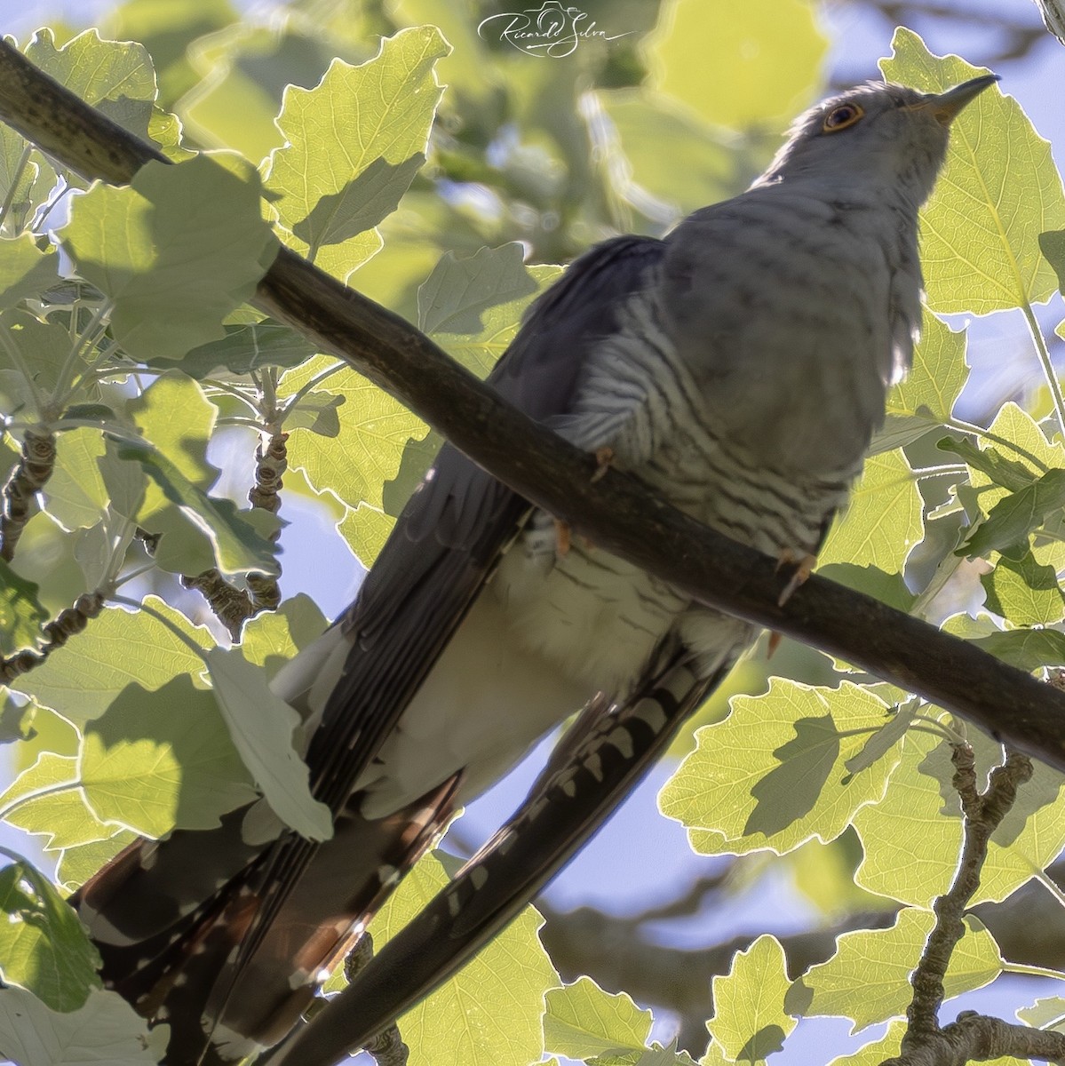 Cuco Común - ML657054248
