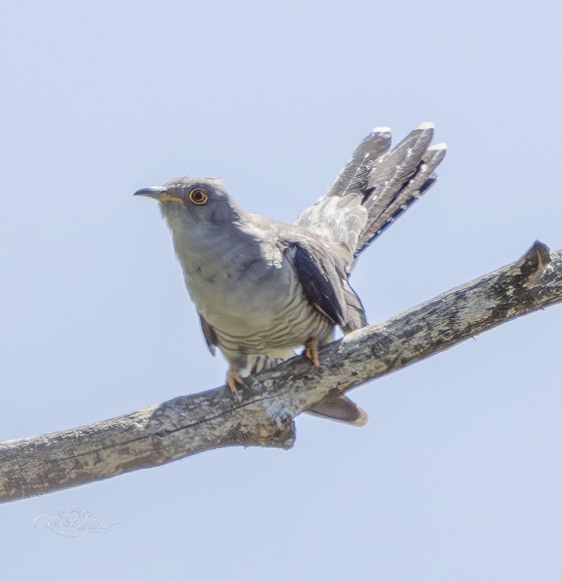 Cuco Común - ML657054249