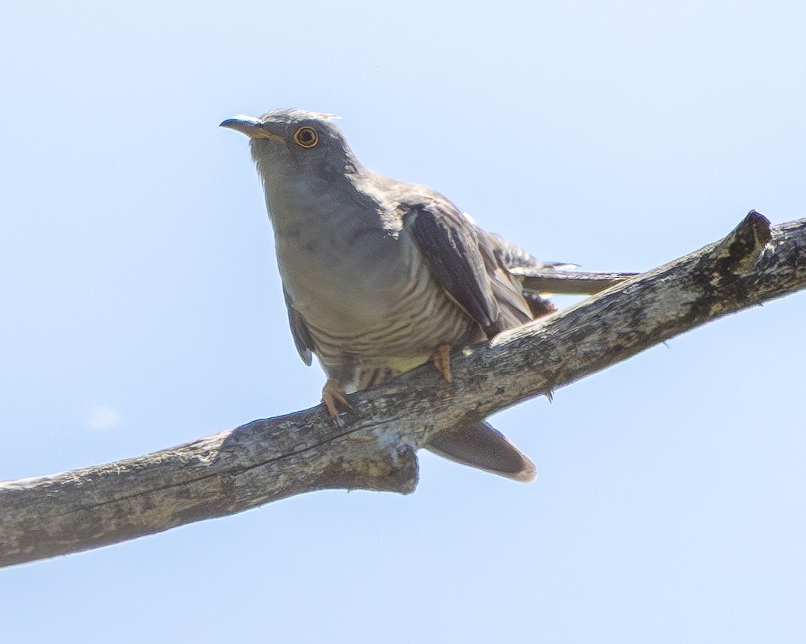 Cuco Común - ML657054254