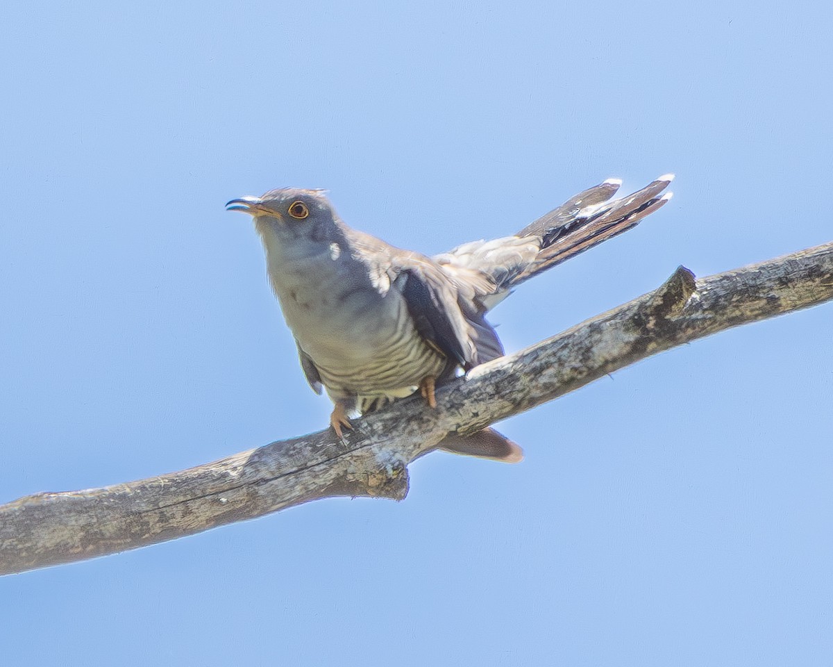 Cuco Común - ML657054255