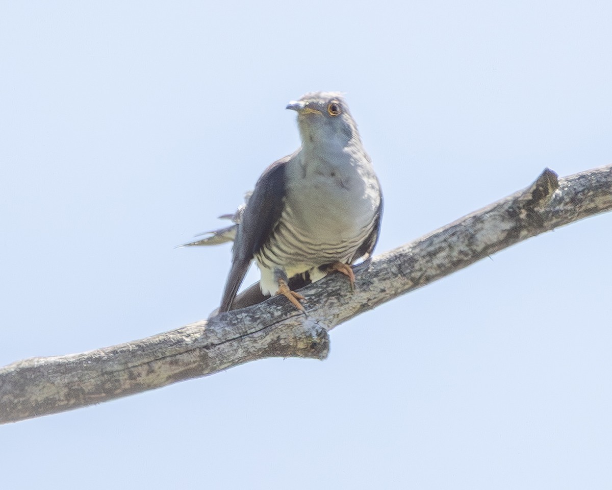 Cuco Común - ML657054256