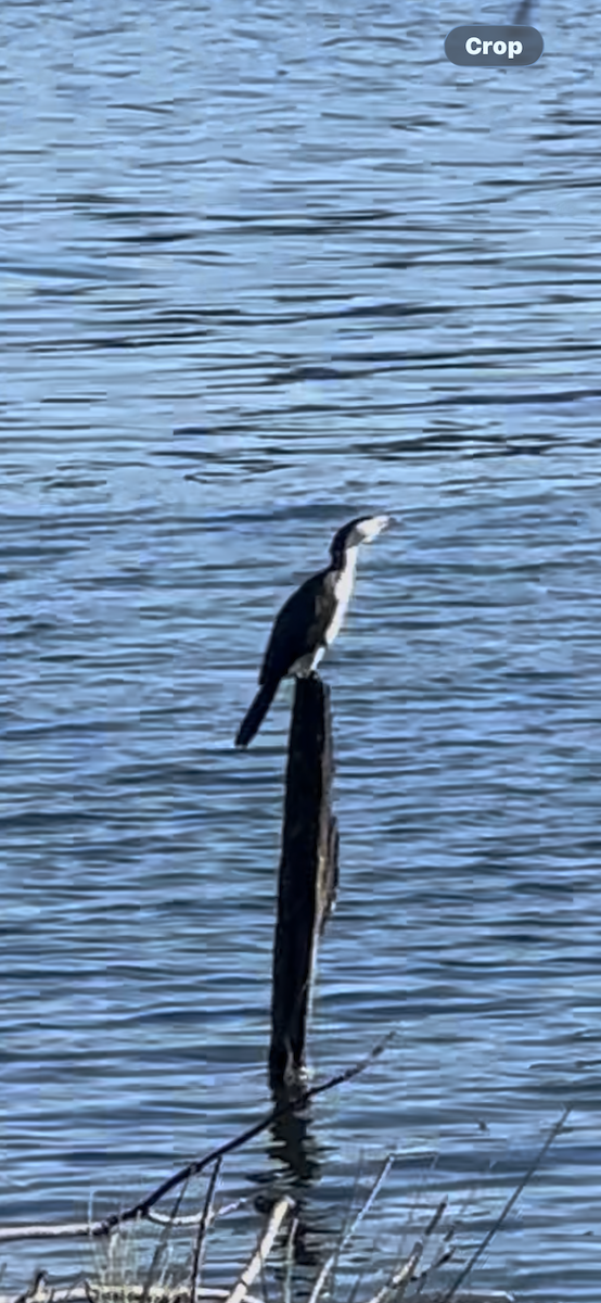 Cormorán Pío - ML657054262