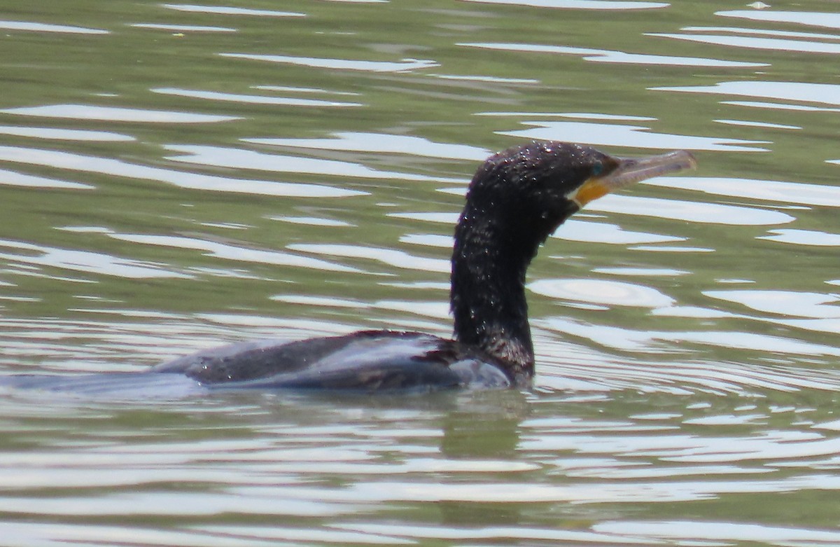 Neotropikal Karabatak - ML657054594