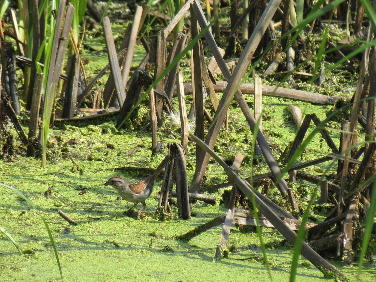 Swamp Sparrow - ML65705551