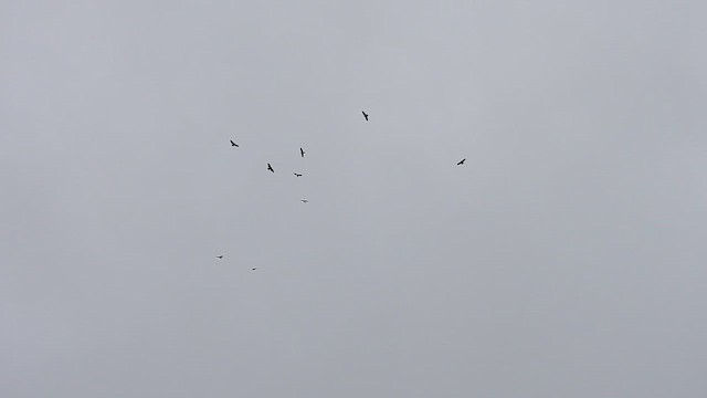 European Honey-buzzard - ML657055790
